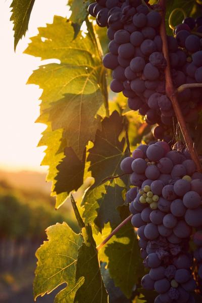 Boscolo - Vignobles et vins de Lyon: excursion dans les crus du Beaujolais depuis le Boscolo Lyon